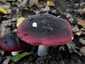 Feketésvörös galambgomba (Russula undulata), Budai-hegység